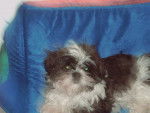 Amande , shih tzu - Shih Tzu