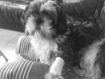 Amande , shih tzu - Shih Tzu