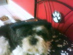 Amande , shih tzu - Shih Tzu
