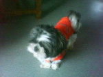 Amande , shih tzu - Shih Tzu