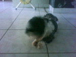 Amande , shih tzu - Shih Tzu
