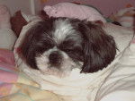 Amande , shih tzu - Shih Tzu