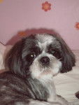 Amande , shih tzu - Shih Tzu