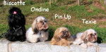 Shih tzu :Ondine PinUp Texie et Biscotte - Shih Tzu