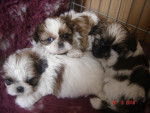 shih tzu - Shih Tzu