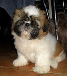 shih tzu elvis - Shih Tzu
