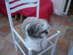 VIDOK SHIH TZU - Shih Tzu