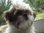 Shih Tzu - Shih Tzu