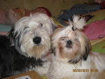 Nabou (Botail) et Noisette (Shih-tzu) - Shih Tzu