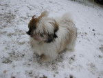 Noisette (Shih-tzu) - Shih Tzu