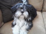 eliot shih tzu de 11 mois - Shih Tzu (11 mois)