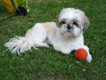 shih tzu - Blue - Shih Tzu