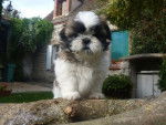 SHIH TZU - BLUE ET SES BB - Shih Tzu