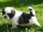 SHIH TZU - BLUE ET SES BB - Shih Tzu