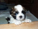 SHIH TZU - BLUE ET SES BB - Shih Tzu