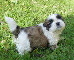 SHIH TZU - BLUE ET SES BB - Shih Tzu