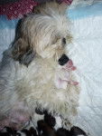 SHIH TZU - BLUE ET SES BB - Shih Tzu