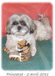 Shih-Tzu Princesse - Shih Tzu