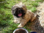 shih tzu - Shih Tzu