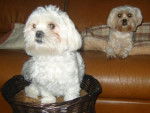 Shih tzu croisé bichon " Chaneli et Pimky" - Shih Tzu