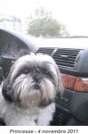 Shih-Tzu Princesse - Shih Tzu