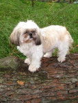 Shih-Tzu - Maya - Shih Tzu