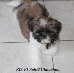 Shih-tzu R&icirc;h El Sahr&acirc; Chouchou - Shih Tzu
