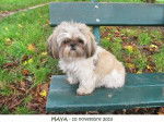 Shih-Tzu Maya - Shih Tzu