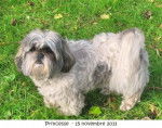 Shih-Tzu Princesse - Shih Tzu