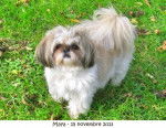 Shih-Tzu Maya - Shih Tzu