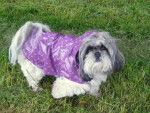 Shih-Tzu Princesse - Shih Tzu