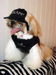 Photo de Shih-tzu : Pitoune - Shih Tzu