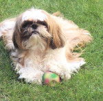 V'youpi des Poupons Fris&eacute;s - Shih Tzu
