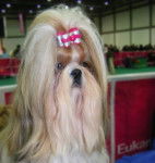 Bandida's des Loges de Karita - Shih Tzu