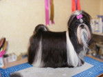 Chamade des Loges de Karita - Shih Tzu