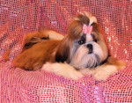 Cacharel des Poupons Fris&eacute;s - Shih Tzu