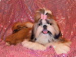 Cacharel des Poupons Fris&eacute;s Shih-tzu - Shih Tzu