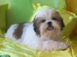 Charlotte des Poupons fris&eacute;s - Shih Tzu