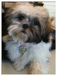 Bugatti, 7 mois petite femelle Shih-Tzu - Shih Tzu (7 mois)