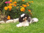 Angel petite femelle Shih-Tzu - Shih Tzu