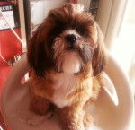 Hyona 1 an - Shih Tzu