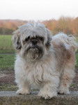 Toffee adorable Shih-Tzu femelle de 10 ans - Shih Tzu (10 ans)