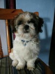 Rox prend la pose - Shih Tzu