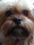 MIYA 5ANS - Shih Tzu