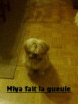 MIYA TIRE LA GUEULE - Shih Tzu