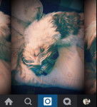 Laska - Shih Tzu (3 ans)