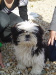 Eclipse - Shih Tzu Mâle (4 mois)
