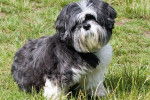 Shih Tzu - Shih Tzu