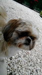 Isis - Shih Tzu (1 an)