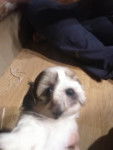 Sally - Shih Tzu (1 mois)